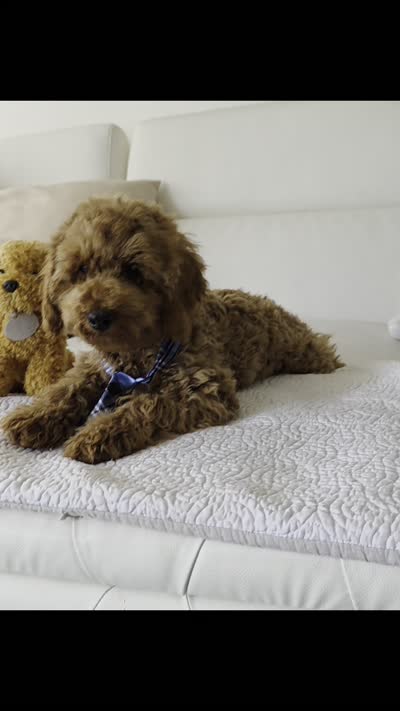 Sunny , a male Poodle - Miniature  for sale in Davie, FL – 8 of 8