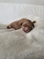 Teddy, a male Cavapoo for sale in Davie, FL – 4 of 4