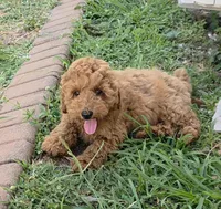 ROSY, a female Poodle - Miniature  for sale in Davie, FL – 3 of 4