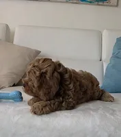 Felix , a male Cavapoo for sale in Davie, FL – Photo 6 of 6