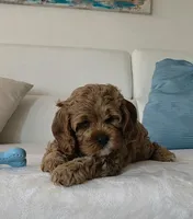 Felix , a male Cavapoo for sale in Davie, FL – Photo 5 of 6