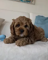 Felix , a male Cavapoo for sale in Davie, FL – Photo 1 of 6