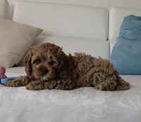 Felix , a male Cavapoo for sale in Davie, FL – Photo 2 of 6