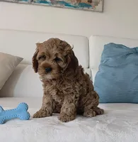 Felix , a male Cavapoo for sale in Davie, FL – Photo 4 of 6