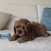 Felix , a male Cavapoo for sale in Davie, FL – Photo 3 of 6