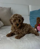 Star, a female Poodle - Miniature  for sale in Davie, FL – Photo 1 of 4