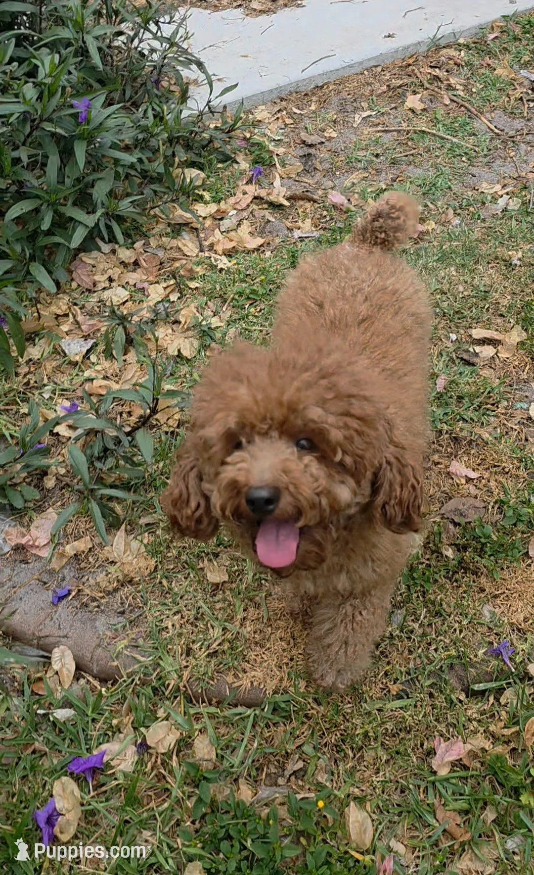 Honey , a female Poodle - Miniature  for sale in Davie, FL – Photo 6 of 6