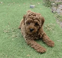Star, a female Poodle - Miniature  for sale in Davie, FL – Photo 2 of 4