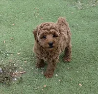 Star, a female Poodle - Miniature  for sale in Davie, FL – Photo 4 of 4