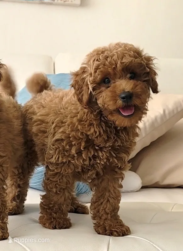 Honey  – Poodle - Miniature  puppy on hold in Davie, FL
