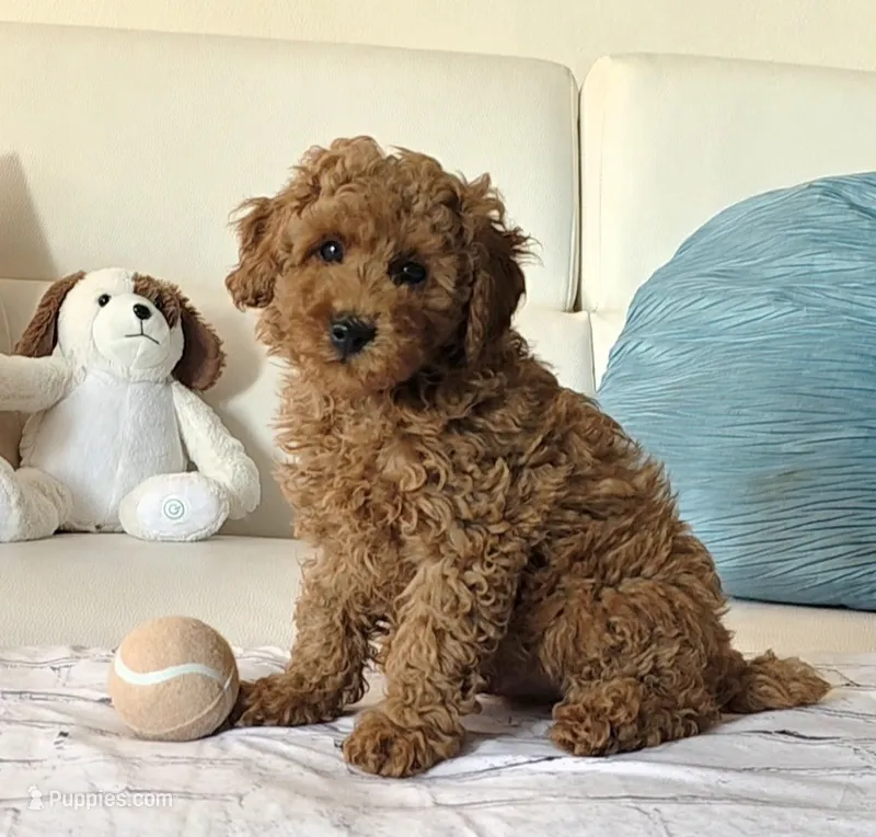 Rusty, a male Poodle - Miniature  for sale in Davie, FL – 1 of 4
