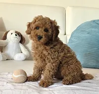 Rusty, a male Poodle - Miniature  for sale in Davie, FL – 1 of 4