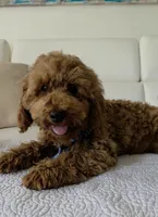 Sunny , a male Poodle - Miniature  for sale in Davie, FL – 4 of 8