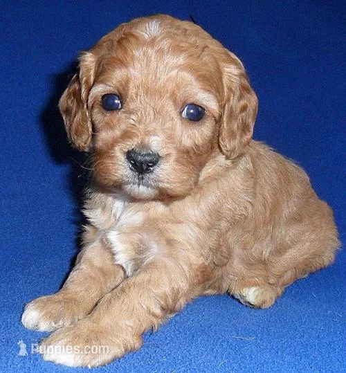 Rusty – Cavapoo puppy for sale in Butler, OH