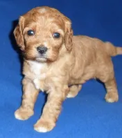 Rusty, a male Cavapoo for sale in Butler, OH – Photo 4 of 8