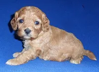 Rusty, a male Cavapoo for sale in Butler, OH – Photo 3 of 8