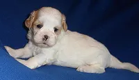 Ripley, a male Shihpoo for sale in Butler, OH – 4 of 9