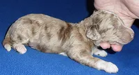Patches, a male Yorkipoo for sale in Butler, OH – 3 of 4