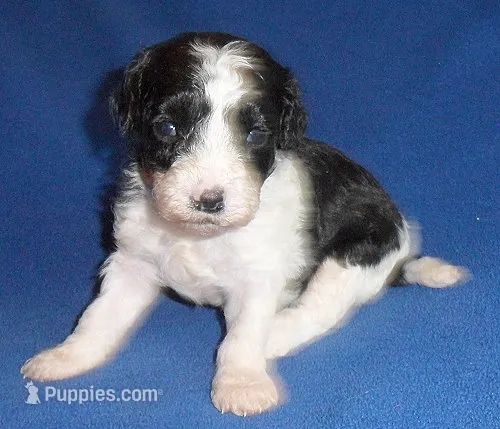 Snoopy – Shihpoo puppy for sale in Butler, OH