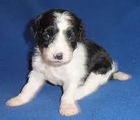 Snoopy, a male Shihpoo for sale in Butler, OH – 1 of 7
