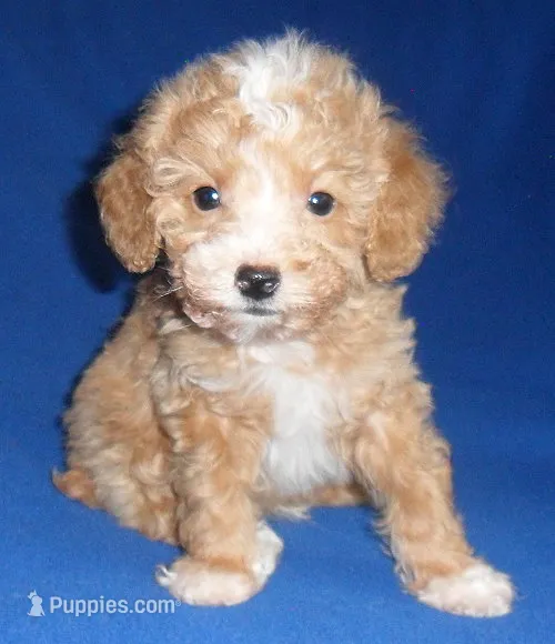 Peanut – Poodle - Miniature  puppy for sale in Butler, OH