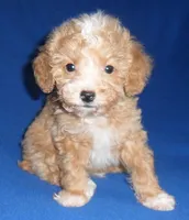 Peanut, a male Poodle - Miniature  for sale in Butler, OH – 1 of 9