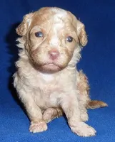 Baxter, a male Shihpoo for sale in Butler, OH – 5 of 8