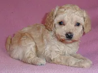 Daisy, a female Poodle - Miniature  for sale in Butler, OH – 6 of 6