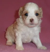 Pumpkin, a female Shihpoo for sale in Butler, OH – 6 of 10