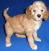 Teddy, a male Cockapoo for sale in Butler, OH – 3 of 8