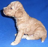 Teddy, a male Cockapoo for sale in Butler, OH – 5 of 8