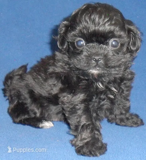 Toby – Shihpoo puppy for sale in Butler, OH