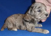 Muffin, a male Shihpoo for sale in Butler, OH – 6 of 8