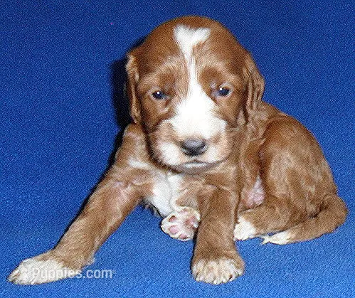 Frankie – Cockapoo puppy for sale in Butler, OH