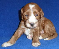 Frankie, a male Cockapoo for sale in Butler, OH – 1 of 5
