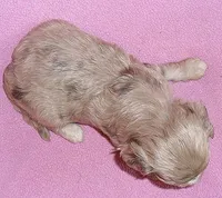 Winne, a female Shihpoo for sale in Butler, OH – 7 of 8