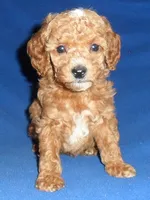 processed/674b0433-0dcd-4d03-af26-0ba9caa3d794/listing/0c4c4752-0c3f-469d-9c13-ea7b29b3b5b9/a151608c-4a6c-4914-ad67-196cf2010e86