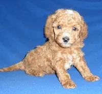 processed/674b0433-0dcd-4d03-af26-0ba9caa3d794/listing/0c4c4752-0c3f-469d-9c13-ea7b29b3b5b9/b3150a7e-e625-4b12-95fc-47aa41b65792