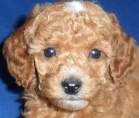 processed/674b0433-0dcd-4d03-af26-0ba9caa3d794/listing/0c4c4752-0c3f-469d-9c13-ea7b29b3b5b9/cac74460-f500-4e35-8d8b-c95bcf86e818