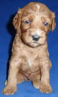 Reggie, a male Cockapoo for sale in Butler, OH – 3 of 9