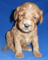 Reggie, a male Cockapoo for sale in Butler, OH – 9 of 9