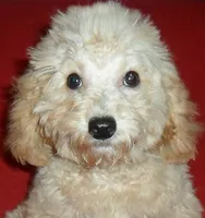 Millie, a female Poodle - Miniature  for sale in Butler, OH – 2 of 8