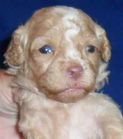 Baxter, a male Shihpoo for sale in Butler, OH – 6 of 8