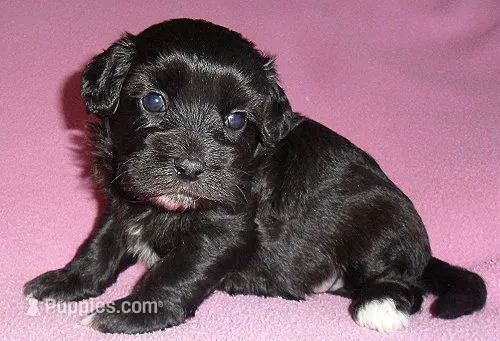 Cinders – Shihpoo puppy for sale in Butler, OH