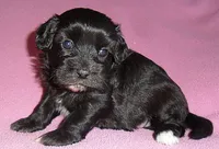 Cinders, a female Shihpoo for sale in Butler, OH – 1 of 8