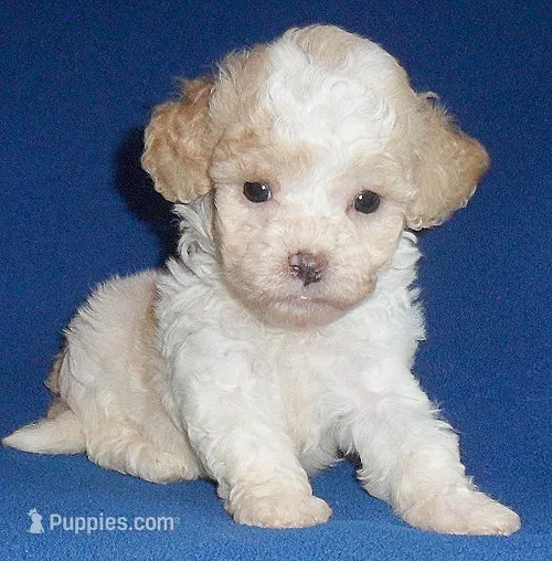 Milo – Shihpoo puppy for sale in Butler, OH