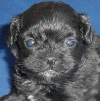 Toby, a male Shihpoo for sale in Butler, OH – 3 of 6