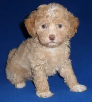 Baxter, a male Shihpoo for sale in Butler, OH – 6 of 6