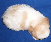 Milo, a male Shihpoo for sale in Butler, OH – 5 of 9