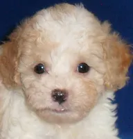 Milo, a male Shihpoo for sale in Butler, OH – 2 of 9